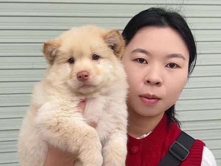 情绪稳定的白土松#土松#白土松#中华田园犬