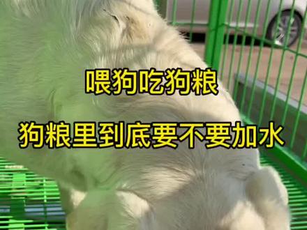狗粮要不要加水#养狗经验分享 #科学养宠攻略 #养狗人 #萌宠百科 #宠物