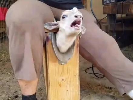 为什么要剪羊角?烧红的铁棍往羊脑袋上怼,让人“虎俱一農”#动物世界 #养殖 #羊 #羊角 #科普 #看世界