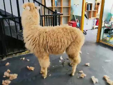#给羊驼剪毛#宠物医院的那些事
两只羊驼洗剪吹10个小时完成 全程地面操作,安全第一
不管耗时多久,结果还是值得等待~👍