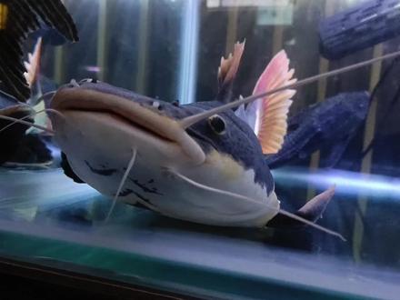 澡堂子里看到1条庞然大物!看起来就像个怪物! #过年秀出新技能 #水族 #招财猫鱼 #红尾鲶鱼 #银龙鱼