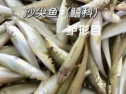 沙丁鱼还是沙尖鱼#海鲜原产地 #沙丁鱼 #海鲜