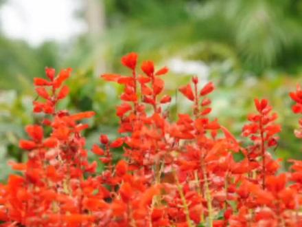 半是嫣红半是绿,红红绿绿醉东风。一串红的花苞中,其实藏着小秘密的,你吸过一串红的蜜吗?#种苗培育 #花卉绿植