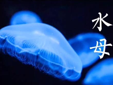 【水母慢时光】#水母 #发呆#解压 解压