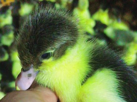 #番鸭 #人工孵化 #养殖 #新农人计划2021 #万事万物正在苏醒 🦆鸭苗怎么选?