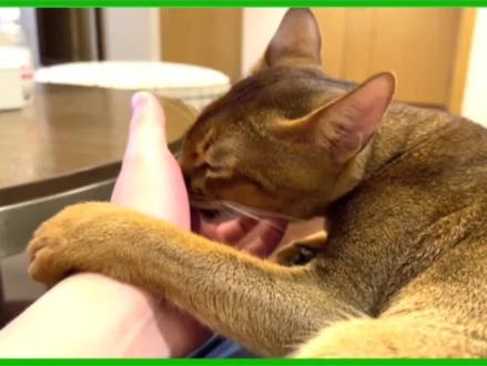 猫咪舔毛为什么不臭?反而会有淡淡的香味? #科学养猫攻略 #猫咪冷知识 #养猫小知识 #猫咪舔毛 #猫舔毛