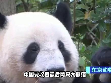 中国要收回最后两只大熊猫,高市早苗一句话,日本至少血亏300亿
