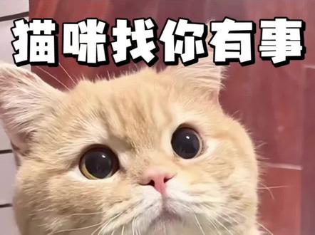 猫咪找你有事才有的五种表现#养猫经验分享#新手养猫 #猫咪 #养猫人 #猫咪冷知识