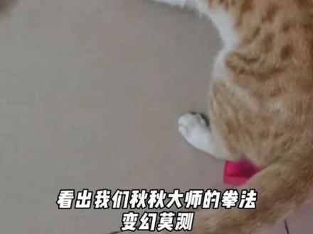 自制小猫漏食玩具#给你看看我的猫 #小猫玩具 #小猫零食