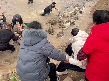 谁捉到就是谁的!泸州水塘里捉鱼鸭太快乐 #农村 #过年氛围提前搞起来了 #过年 (来源@陌上小月 @九妹 )