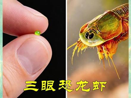 我孵化出了真正的史前怪兽!#动物科普 #冷知识科普 #史前动物 #养宠知识 #生态缸养鱼