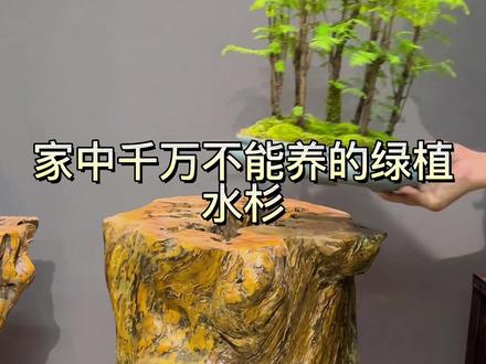 空气卫士——水杉#水杉 不养不知道,一养爱不释手#盆景
