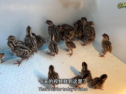 珠颈翎鹑出壳啦 #阿星的珠颈翎鹑 #孵蛋 #人工孵化 #萌宠
