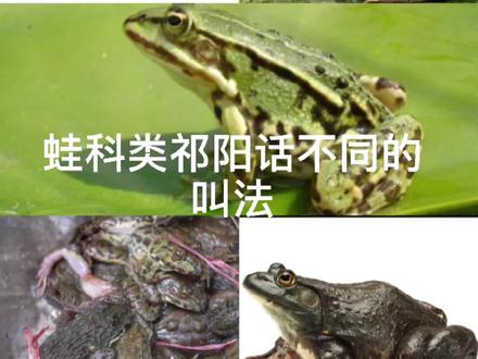 #方言#奇妙的动物 #蛤蟆 #湖南 #永州 #祁阳市 我说的不是祁阳话?还有其他叫法?