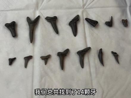 这辈子第一次亲手找到鲨鱼牙齿化石 不记录一下别人还以为我没挖过 在大自然中与几十万年前的生物对话 这个过程中的快乐在高楼大厦之间永远体验不到 #巨齿鲨2 #大海的馈赠 #赶海 #巨齿鲨2北美定档 #化石