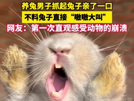 养兔男子抓起兔子亲了一口,不料兔子直接“嗷嗷大叫”,网友:第一次直观感受动物的崩溃