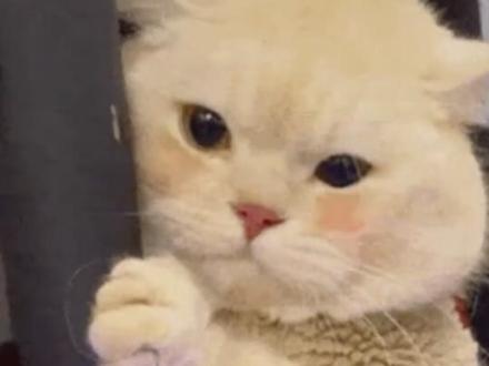 此小猫简直萌之晕之 #猫咪 #宠物