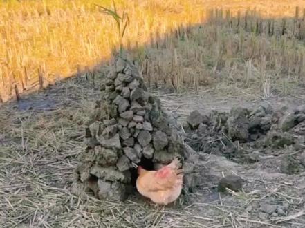 no屋喊你回灰番薯窑鸡了喔!快摇人 广西科目四、回村必备技能!冬季最快乐的娱乐项目,窑鸡窑红薯不要太香太好吃。过年气氛提前搞起来#窑鸡窑红薯 #一键游广西 #土木工程 #忘不了的童年味道