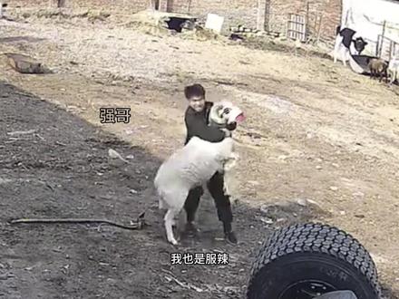 👮:谁报的警 羊:我报的#搞笑配音 #羊 #内容启发搜索 @来闻胳肢窝