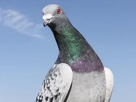 世界最好四种鸽系:詹森、盖比、狄尔巴… #信鸽赛鸽 #鸽子 #养殖技术交流 #养鸽人 #赛鸽比赛 @抖音自然