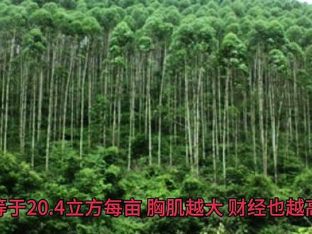 你知道桉树如何测量吗#桉树种植 #桉树 #桉树肥 #放心龙32滴酸草甘磷#放心龙桉树专用肥