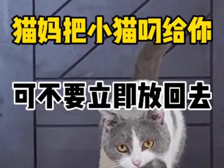 如果猫妈妈把小猫交给你 千万不要直接放回猫窝 #猫咪 #新手养猫 #科学养猫 #猫咪的日常