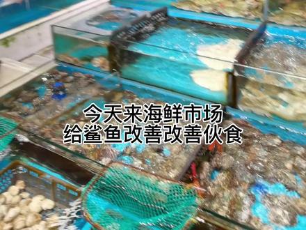 给柠檬鲨多宝鱼。#海洋生物 #美人鱼 #买鲨鱼 #养鱼日记 #养鱼人 #全国最大鲨鱼社群 #黑鳍鲨 #柠檬鲨 #沙虎鲨