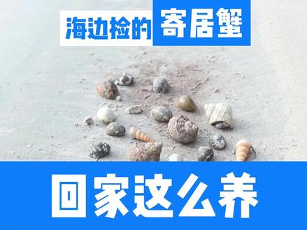 海边捡的寄居蟹 回家这么养 赶海抓到的寄居蟹,可以这么养。#海缸记录 #寄居蟹的日常 #海边的寄居蟹 #寄居蟹怎么养 #创作者伙伴计划