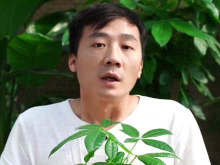 #花卉绿植 #发财树 可能养发财树,大家都忽略了这个常识,主干是不会长大的,枝干会蹭蹭的往上长。