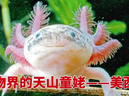 动物界的天山童姥,永远幼态有一张微笑脸的墨西哥钝口螈,美西螈#蝾螈 #蝾螈再生能力 #六角恐龙 #六角恐龙鱼 #神奇动物