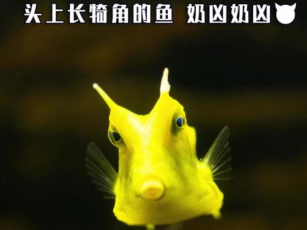 头上长犄角的神奇毒物#神奇动物在抖音 #海洋生物 #科普一下 #牛角箱鲀 #福州罗源湾海洋世界