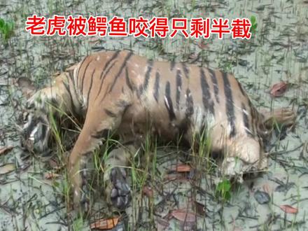老虎被鳄鱼咬掉了下半截!真的还是假的?