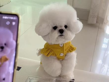 当小狗被豆包冤枉时 能有多委屈 #万物可爱计划 #萌宠 #狗狗 #萌宠日常记录