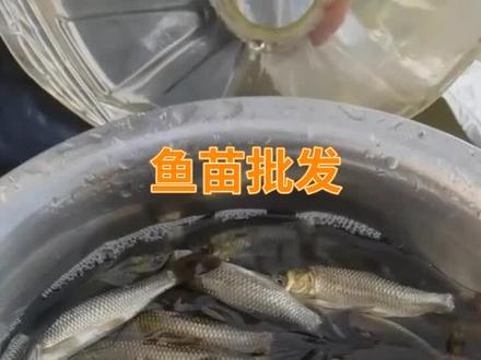 武汉草鱼苗批发,鱼苗批发,黄骨鱼苗批发价格,塘角鱼苗养殖基地,附近哪里有黄骨鱼苗卖?加州鲈鱼苗,桂花鱼苗 #加州鲈鱼苗批发