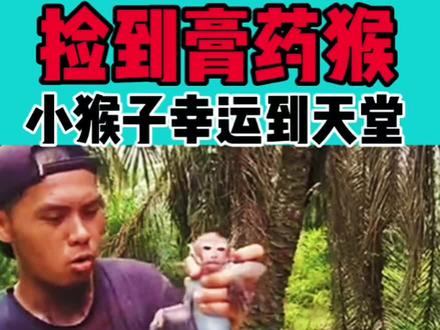 捡到膏药猴,小猴子幸运到天堂#神奇动物在抖音 #小猴子 #动物 #猴子 #搞笑动物