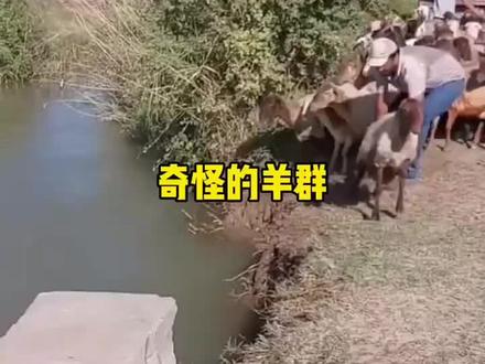 你知道领头羊的出取吗?