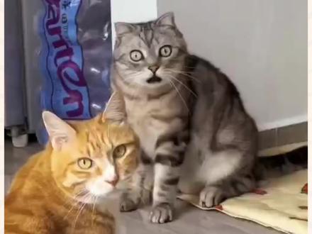 185Hz的荣耀WIN刷新天花板!背后这家国产屏幕厂商赢麻了 #国货 #荣耀WIN #电竞 #天马 #中国智造