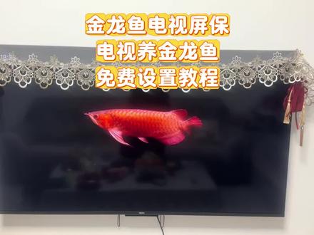 伏脂涁固寒青牧洞座电视养鱼教程来啦#电子养鱼#养鱼#电视养鱼教程#电视屏保#龙鱼电视养鱼、电子养鱼、龙鱼、金龙鱼、钓鱼、鱼、金龙鱼电视屏保教程电视、