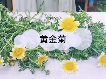 #黄金菊 #晴天 #花语 #鲜花 周董故事里的小黄花,搭配夏天使用哦~