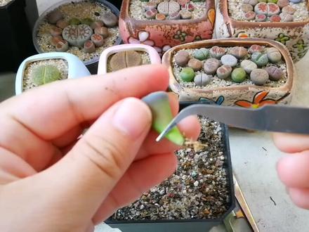 我们的生石花 徒长了 该如何种植和养护【上 】#多肉