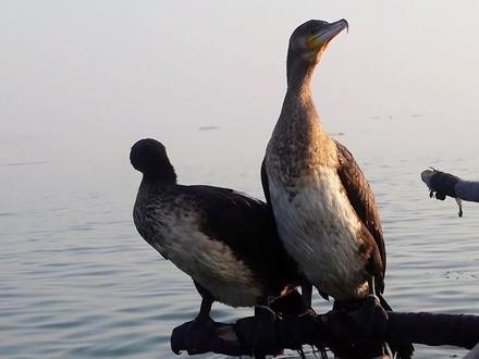 鱼鹰,学名鸬鹚,在微山湖也称做鱼鸭。鱼鹰在捕猎时潜入水下追逐鱼类,脚蹼和翅膀可以快速的划水,游的非常快,可以在水下追上并抓住很大的鱼。在水下,鱼鹰的视觉和听觉非常灵敏,能够帮助它捕轻松捉到各种鱼类,在水下无论多灵活的鱼都逃不过鱼鹰的追逐,并被其用带钩的长喙稳稳的捉住,不管多大的鱼,只要被捉住,就别想逃掉。鱼鹰捕鱼季节性很强,每年只在初冬两三个月的时间。因为,鱼鹰的体型不太大,一般体重在5-8斤左右,而鱼鹰在捉鱼的时候,有时能捉到它体重两三倍的大鱼,所以,只有当气温接近零度和湖面不结冰的时候才能捕鱼,因为这个时候天气较寒,鱼儿在水下行动缓慢,有时近乎静止,这时鱼鹰水下追鱼的时候就能很容易追上并捉住拖到水面#鱼鹰捕鱼 #新农人计划2024 #乡村守护人 #我的乡村生活 #农村生活记录
