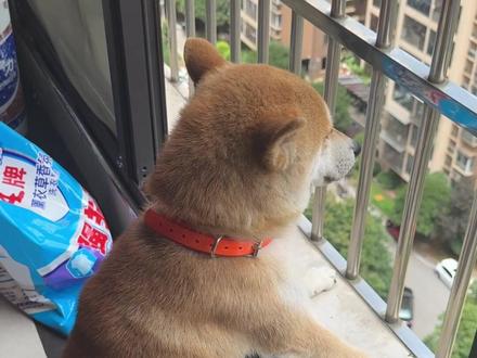 这几天银豆还是咬它老公,金豆都抑郁了 #养狗人的乐趣#柴犬#柴犬宝宝 #真实生活记录 @老雷和金豆银豆(小号)