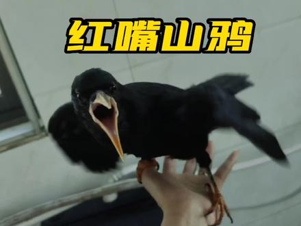 红嘴山鸦太粘人了,老想着飞我头上来,明明会自己吃就是要我喂。 #奇妙的动物 #意不意外 #小黑狗 #萌宠 #家有萌宠 #八哥鸟 #红嘴山鸦 #鸟 #我要上热门