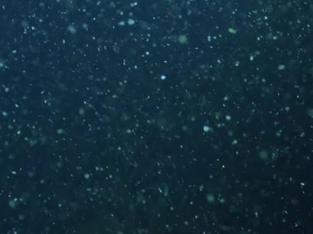 海底也会下雪?#科普 #地球物种守护员 #生物 #涨知识 #奇闻趣事