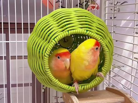 天气回暖以后就要给鸟宝换上这个通风透气的#藤编鸟窝 了