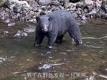 罕见:黑熊屁股里拖着2米长“细线”,蛇钻进熊屁股了? #野生动物 #黑熊 #寄生虫 #绦虫