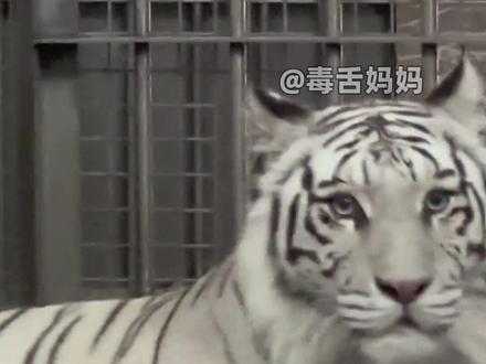 为什么人类喜欢猫科动物 #可爱到爆炸💥 #猫咪 #老虎 #可爱 #内容启发搜索