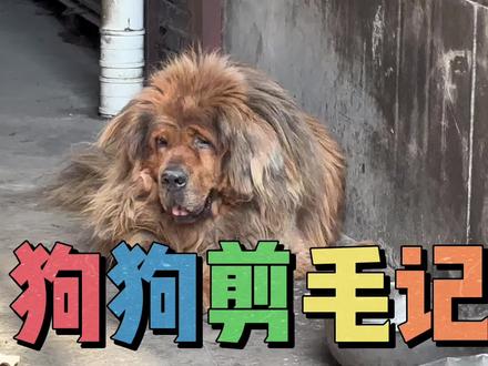 狗狗🐶剪毛记 ❤️给一只藏獒剪毛的全过程❤️