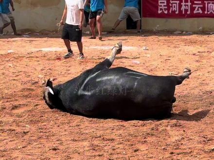 亚太黑蜘蛛牛王对碰倒地#黑蜘蛛牛王 #亚太黑蜘蛛牛王 #斗牛视频 #醒狮斗牛 #牛气冲天