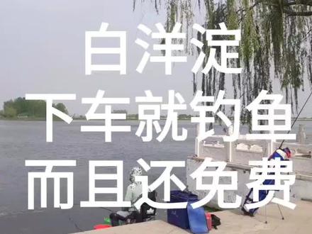 白洋淀停车钓鱼都免费,还爆护了,气不气人#钓鱼 #钓鱼人